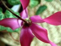 /album/plants/plants-4-jpg/